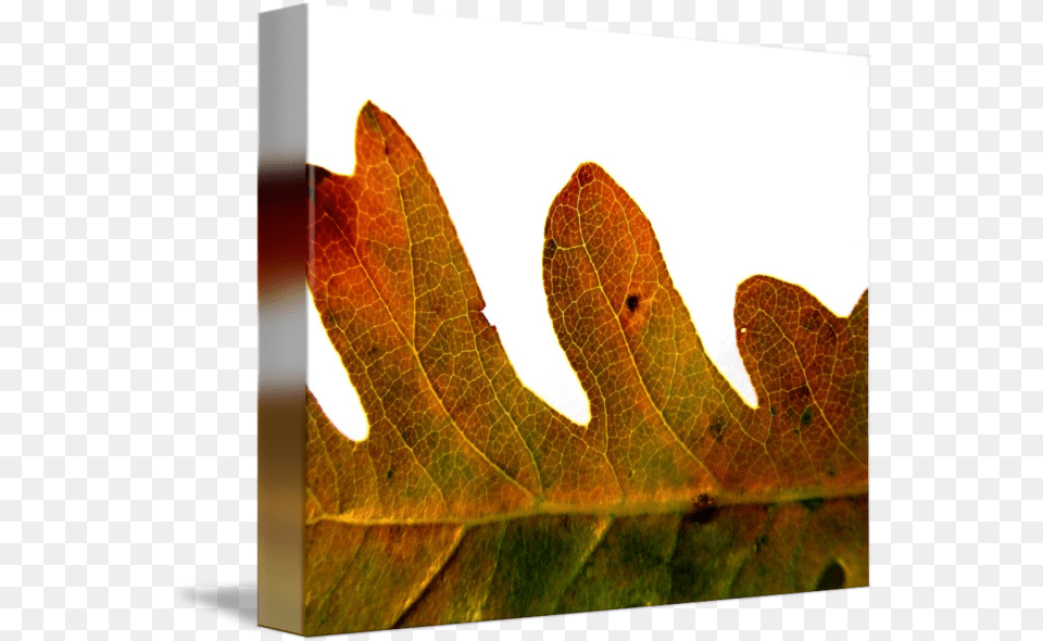 Autumn Oak Leaf By Kristen Fox Plant Pathology, Tree, Maple, Maple Leaf Png Image