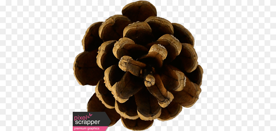 Autumn Pieces Pinecone Graphic By Elif Ahin Pixel Red Pine, Conifer, Plant, Tree, Fungus Png Image