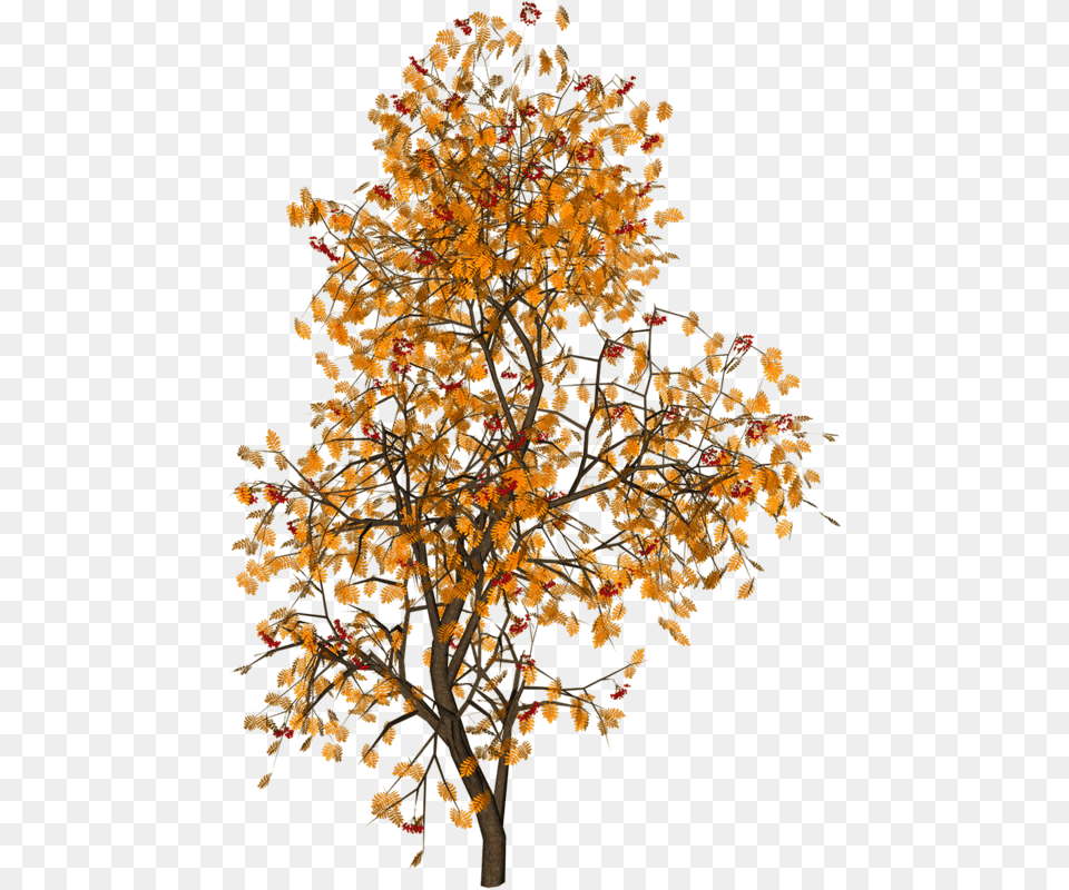 Autumn Psd, Leaf, Maple, Plant, Tree Free Transparent Png