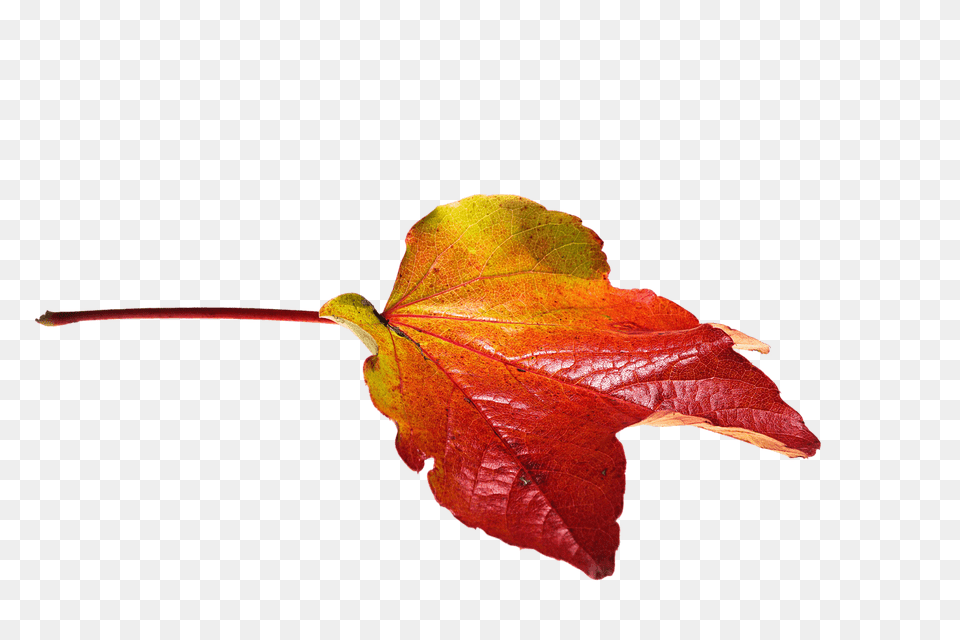 Autumn Red And Yellow Leaf, Plant, Tree, Maple, Maple Leaf Free Png