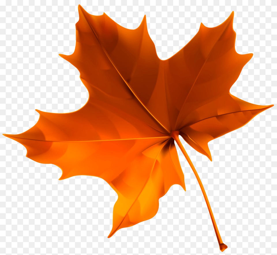 Autumn Red Leaf Clipart, Maple Leaf, Plant, Tree, Maple Free Png Download