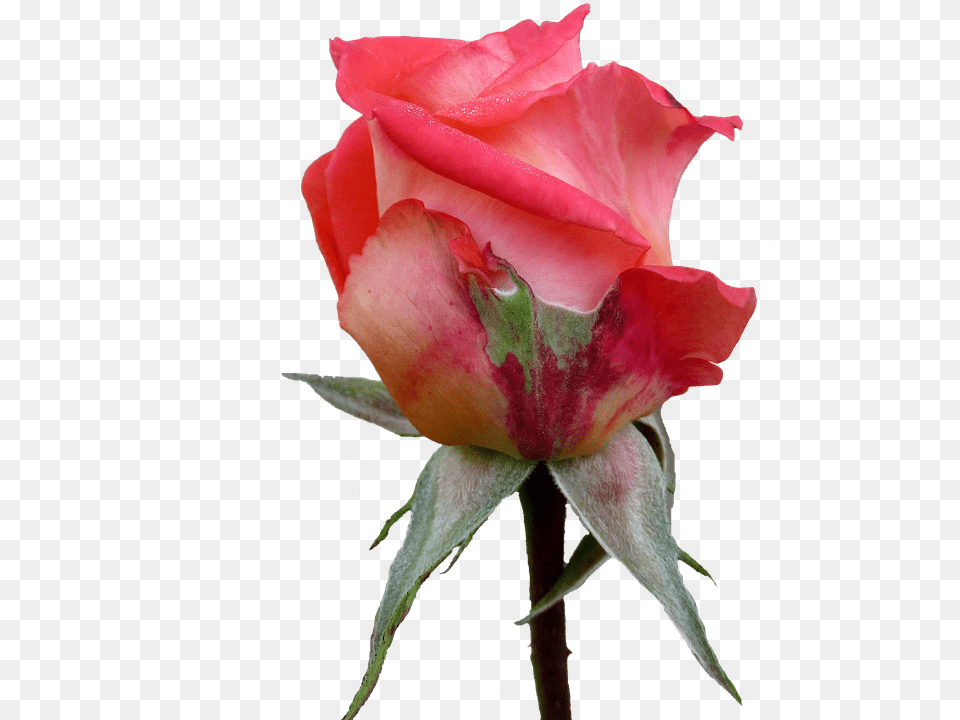 Autumn Rose Bud Garden Roses, Flower, Plant, Petal Free Png Download