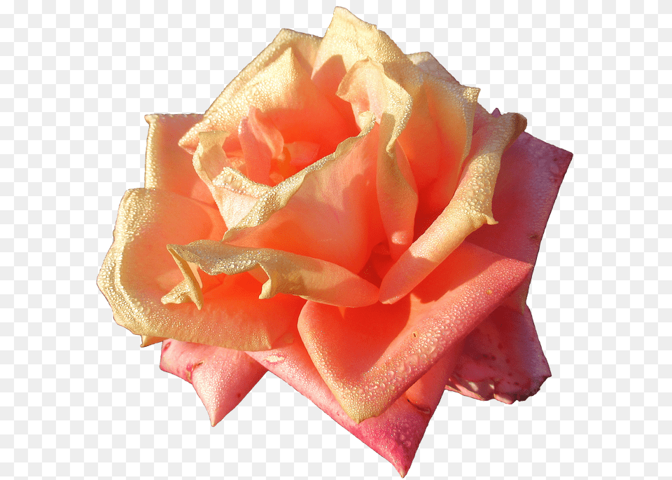 Autumn Rose Color Garden Roses, Flower, Petal, Plant Png