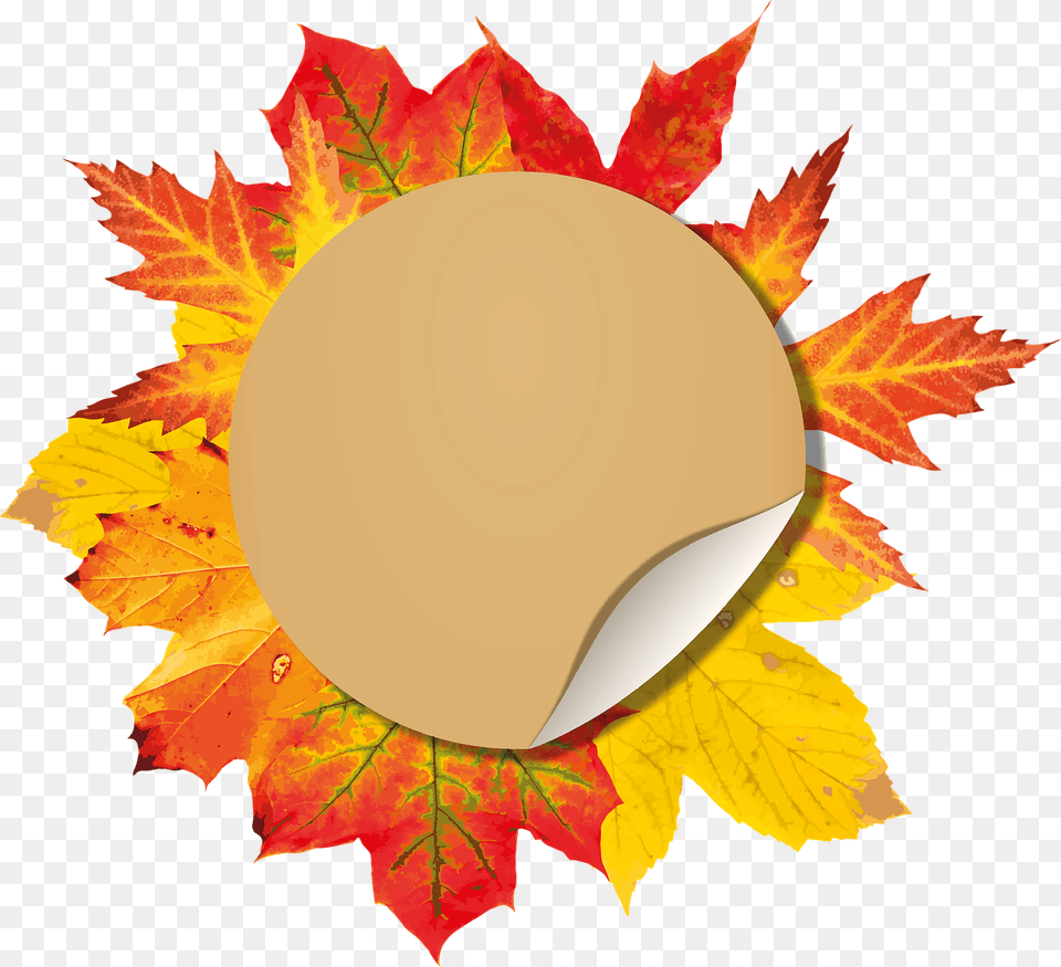 Autumn Special Offer, Leaf, Plant, Tree, Maple Png Image