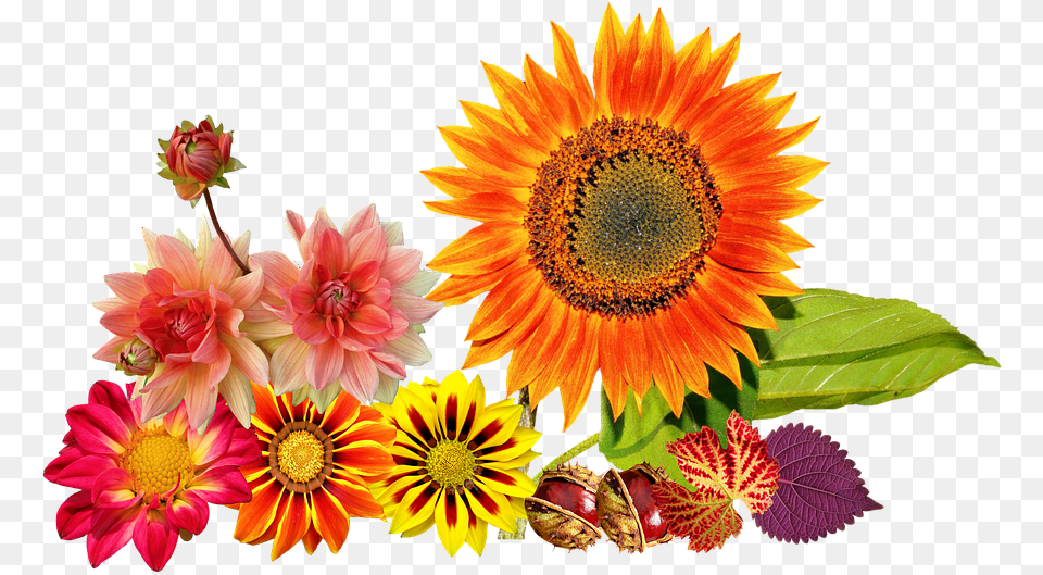 Autumn Sunflower Colours Fall Flowers Clip Art, Flower, Plant, Flower Arrangement, Petal Free Png Download