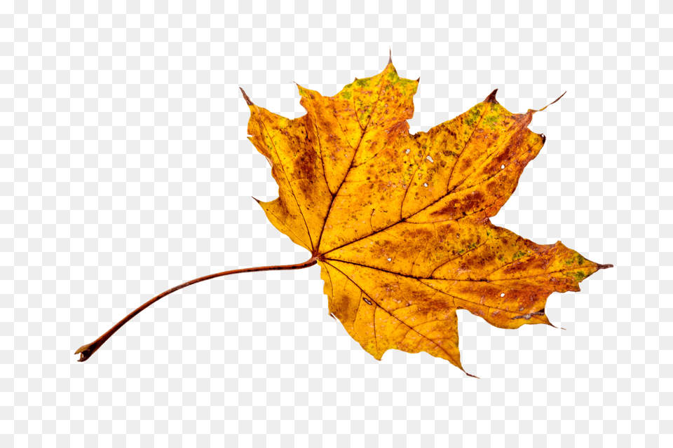 Autumn Sycamore Leaf, Plant, Tree, Maple, Maple Leaf Free Transparent Png