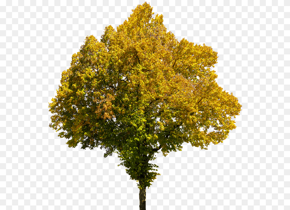 Autumn Time Of Year Tree Leaves Isolated Fall Tree Transparent Background, Leaf, Maple, Plant, Tree Trunk Free Png Download