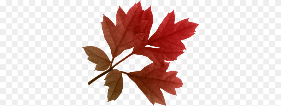 Autumn Image And Clipart, Leaf, Plant, Tree, Maple Free Transparent Png