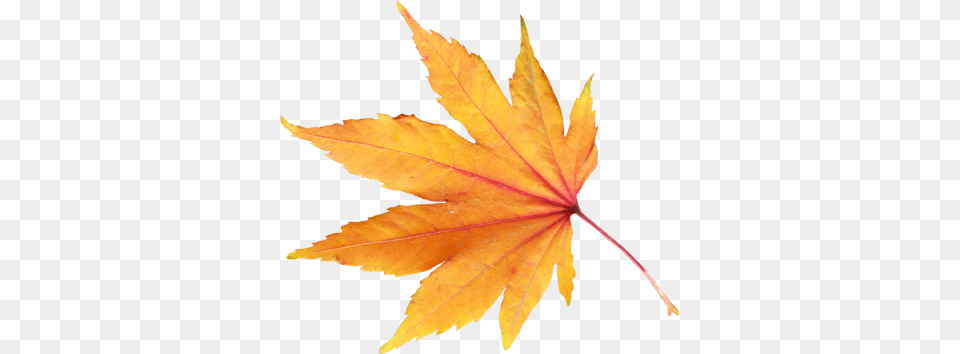 Autumn Transparent And Clipart, Leaf, Plant, Tree, Maple Png Image
