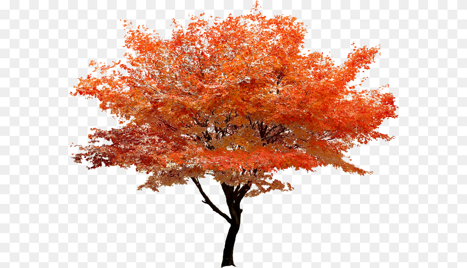 Autumn Transparent Transparent Autumn Tree, Leaf, Maple, Plant Png Image
