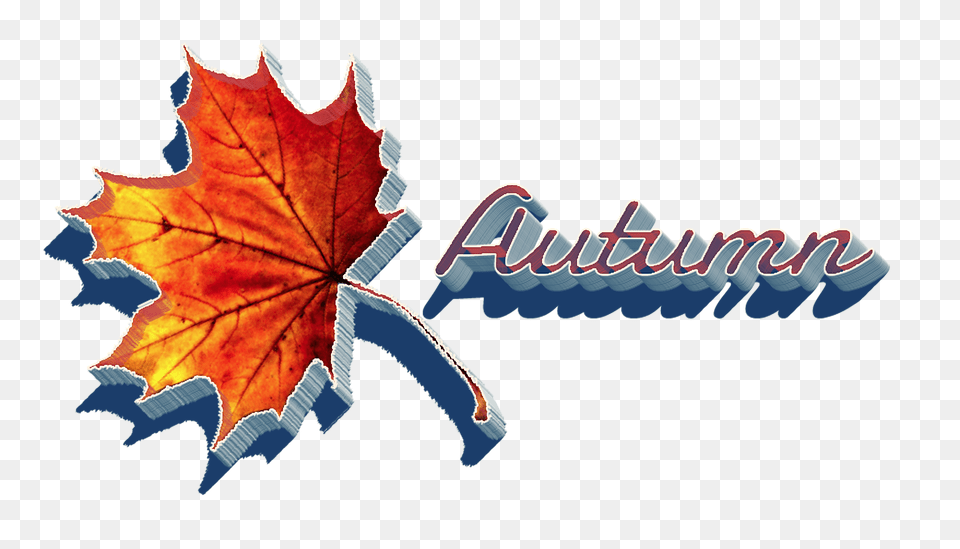 Autumn Transparent Images, Leaf, Plant, Tree, Maple Leaf Png Image