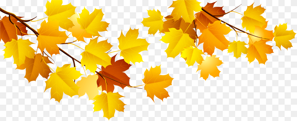 Autumn Transparent Images All Fall Tree Branch, Leaf, Plant, Maple, Maple Leaf Png