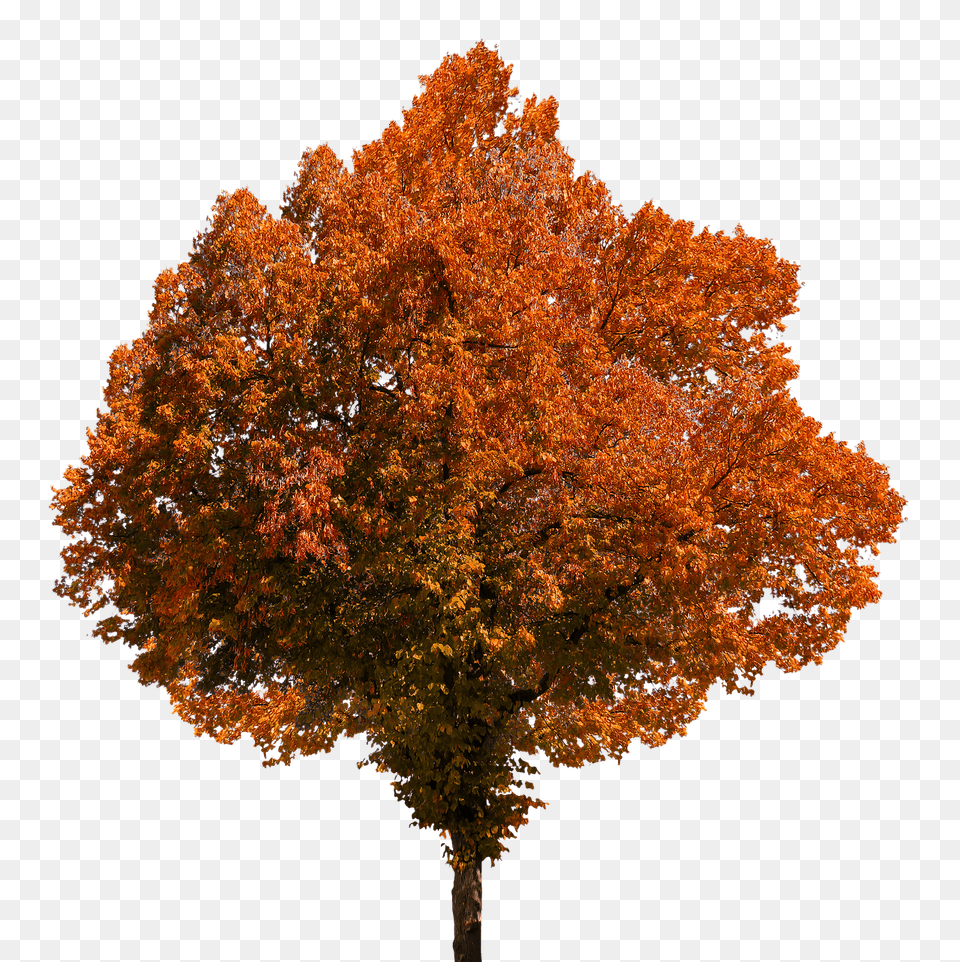 Autumn Tree, Leaf, Maple, Plant Png Image