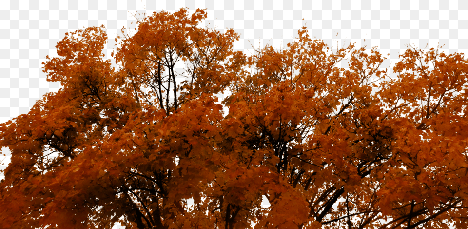 Autumn Tree Autumn, Leaf, Maple, Plant, Vegetation Png