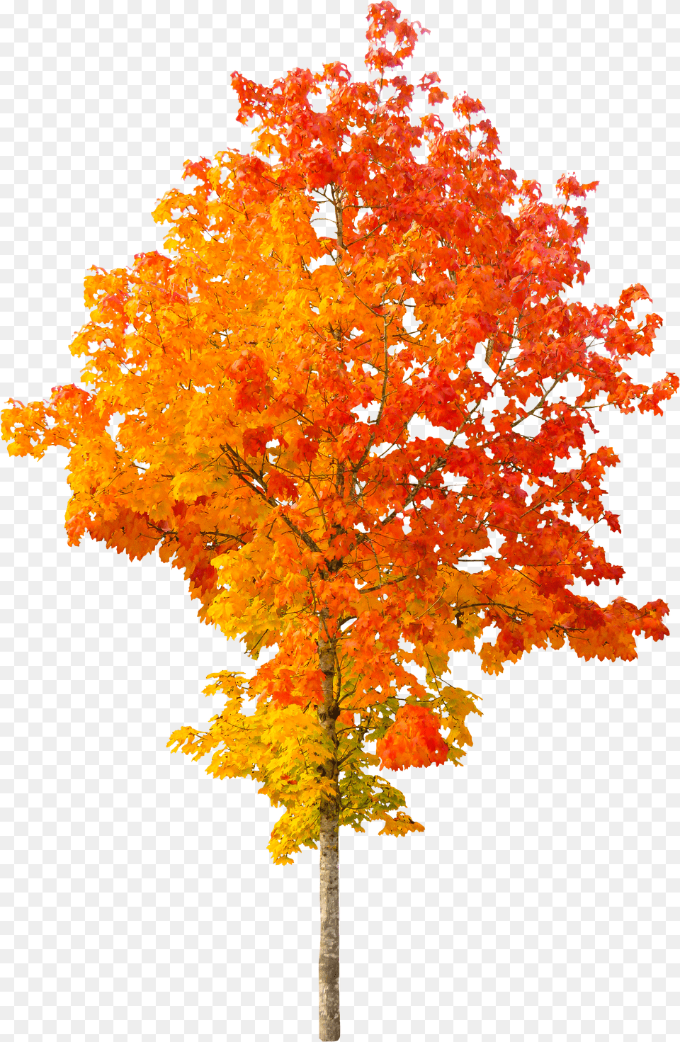Autumn Tree Background Free Png