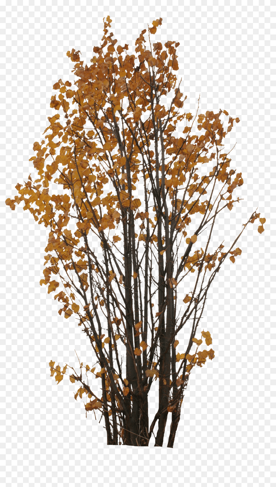 Autumn Tree Clipart Free Download Portable Network Graphics Png Image