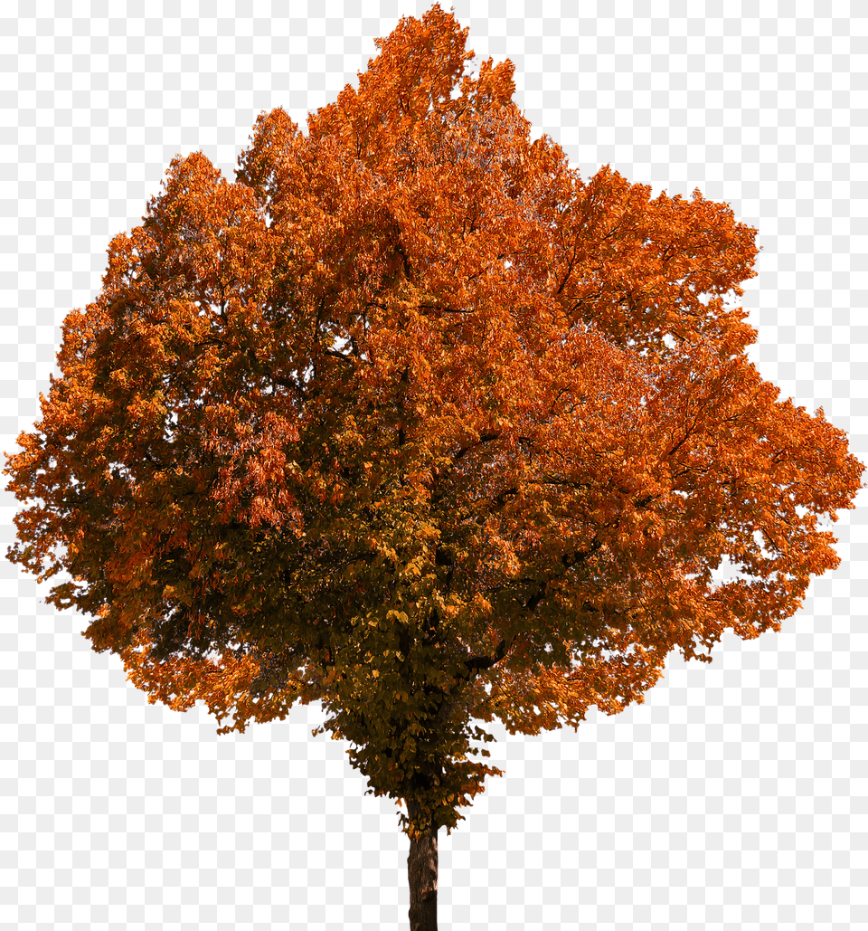 Autumn Tree Fall Tree Background Fall Trees, Leaf, Maple, Plant Free Transparent Png