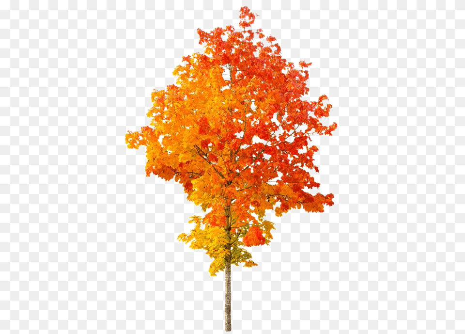 Autumn Tree File Mart Transparent Background Autumn Tree, Leaf, Maple, Plant, Cross Png
