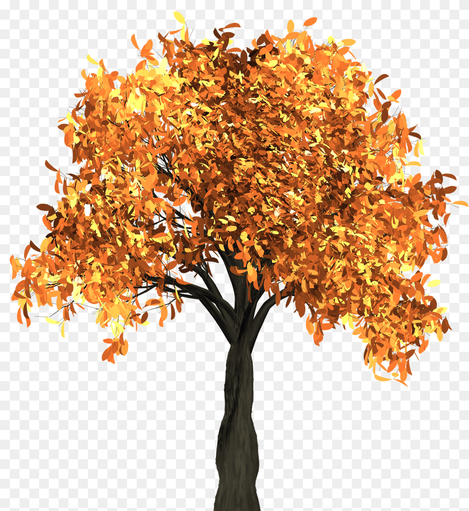 Autumn Tree Image Purepng Transparent Cc0 Autumn Tree, Leaf, Maple, Plant Free Png Download