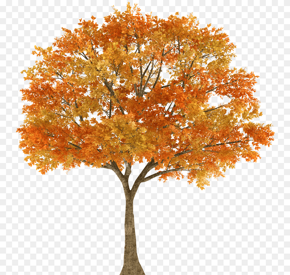 Autumn Tree Maple Oak Branch Fall Trees, Leaf, Plant Free Transparent Png