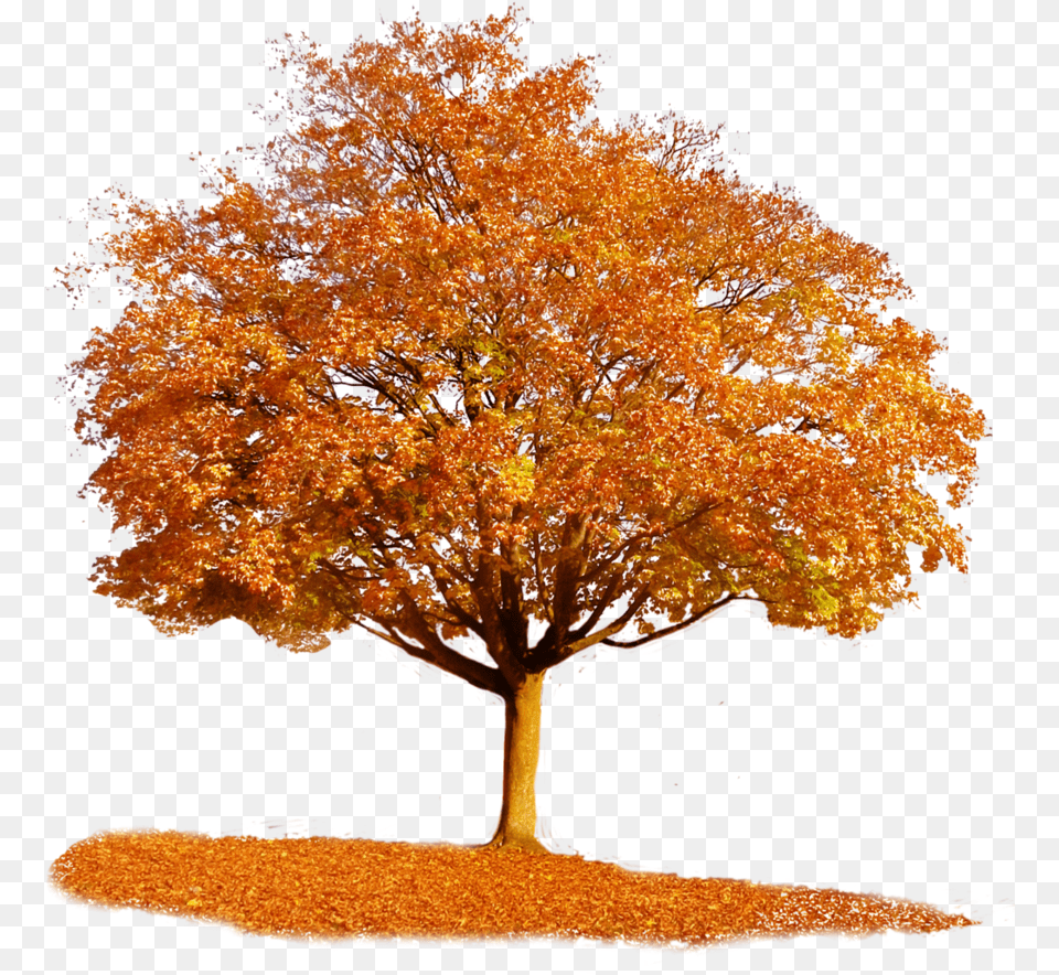 Autumn Tree Transparent Autumn Tree, Maple, Plant, Leaf, Tree Trunk Png