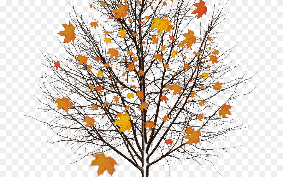 Autumn Tree With Leaves Isolated Object Mensagem De Yla Fernandes De Boa Noite, Leaf, Maple, Plant, Maple Leaf Free Transparent Png