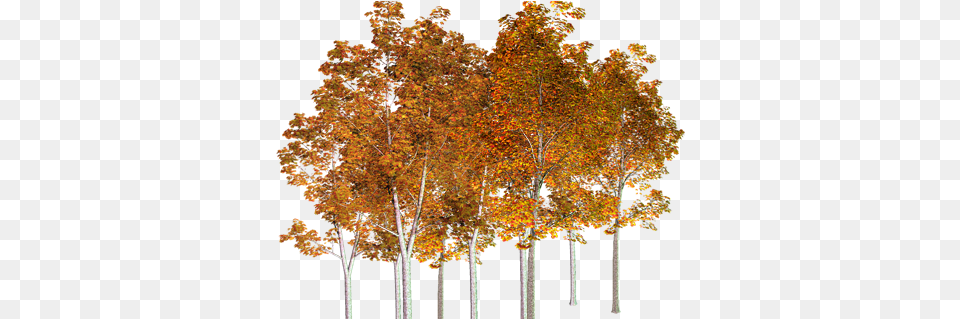 Autumn Trees 4 Image Autumn Tree Birch Transparent, Maple, Plant, Leaf Free Png