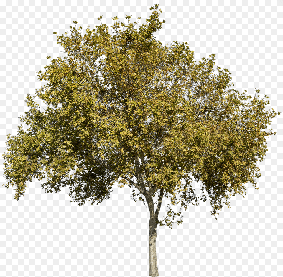 Autumn Trees Platanus Occidentalis, Maple, Oak, Plant, Sycamore Free Transparent Png