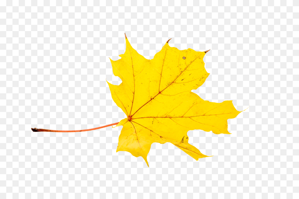 Autumn Yellow Leaf, Plant, Tree, Maple Leaf, Maple Png Image