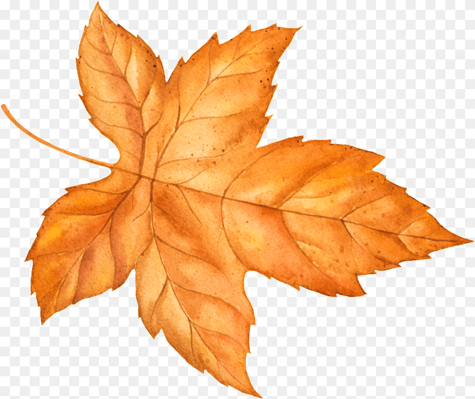 Autumn Yellow Leaves Vector Download Vector, Leaf, Plant, Tree, Maple Leaf Png Image