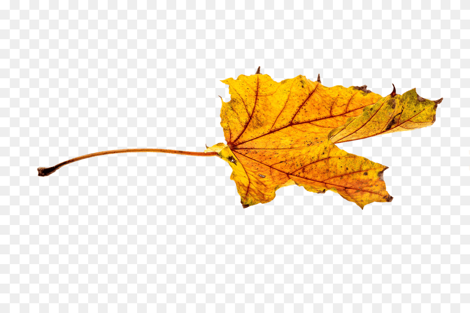 Autumn Yellowish Leaf, Plant, Tree, Maple, Maple Leaf Png