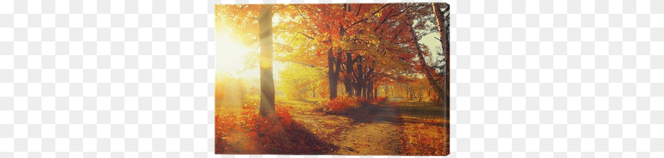 Autumnal Trees And Leaves In Sun Rays Canvas Print 39autumnal Trees In Sunrays39 Photographic Print On Wrapped, Plant, Tree, Sunlight, Vegetation Free Transparent Png