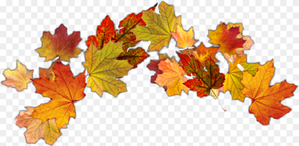 Autumnleaves Autumn Crown Leafcrown Autumnleaf Maple Leaf, Plant, Tree Free Png