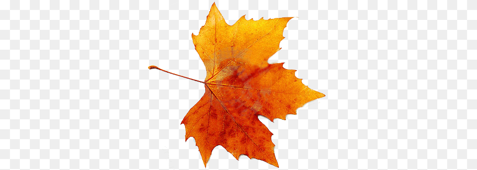 Autunm Leaf, Plant, Tree, Maple Leaf, Maple Png