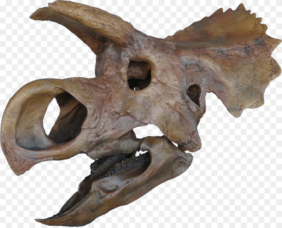 Ava Skull Done Clean Copy Ava Dinosaur, Animal, Reptile Png