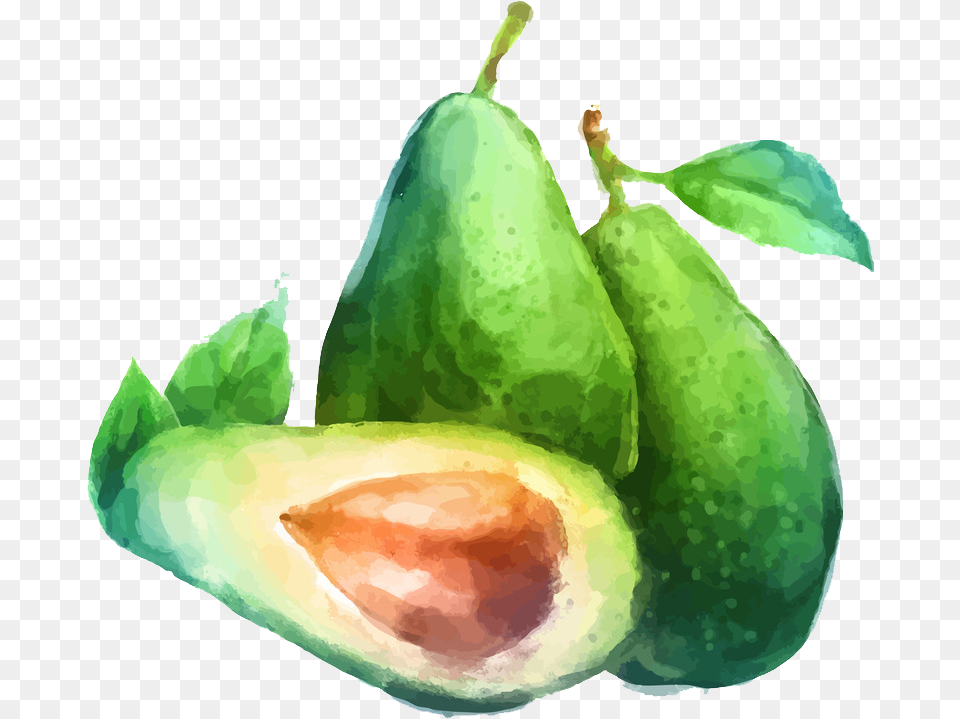 Avacado Watercolor Avocado, Food, Fruit, Plant, Produce Png Image