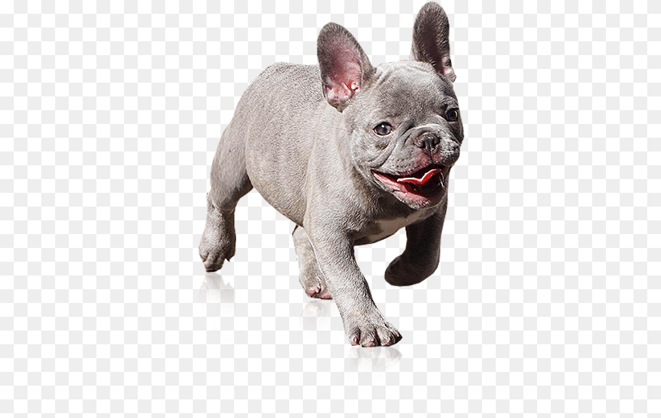 Available Puppies Westcoastt Animal Figure, Bulldog, Canine, Dog, French Bulldog Free Png