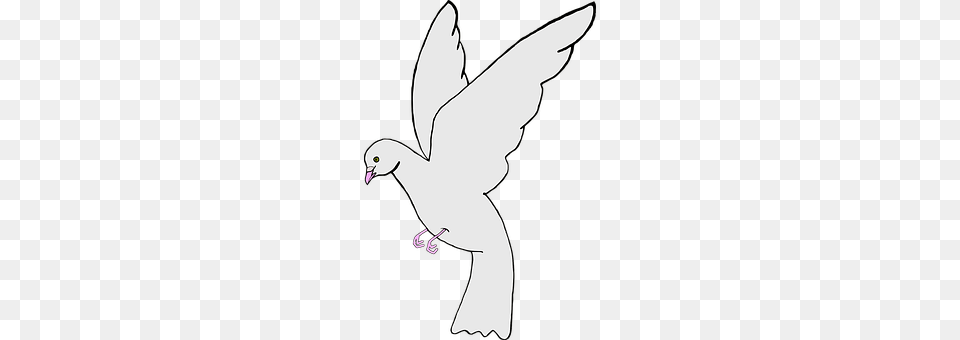 Ave Animal, Bird, Pigeon, Dove Png