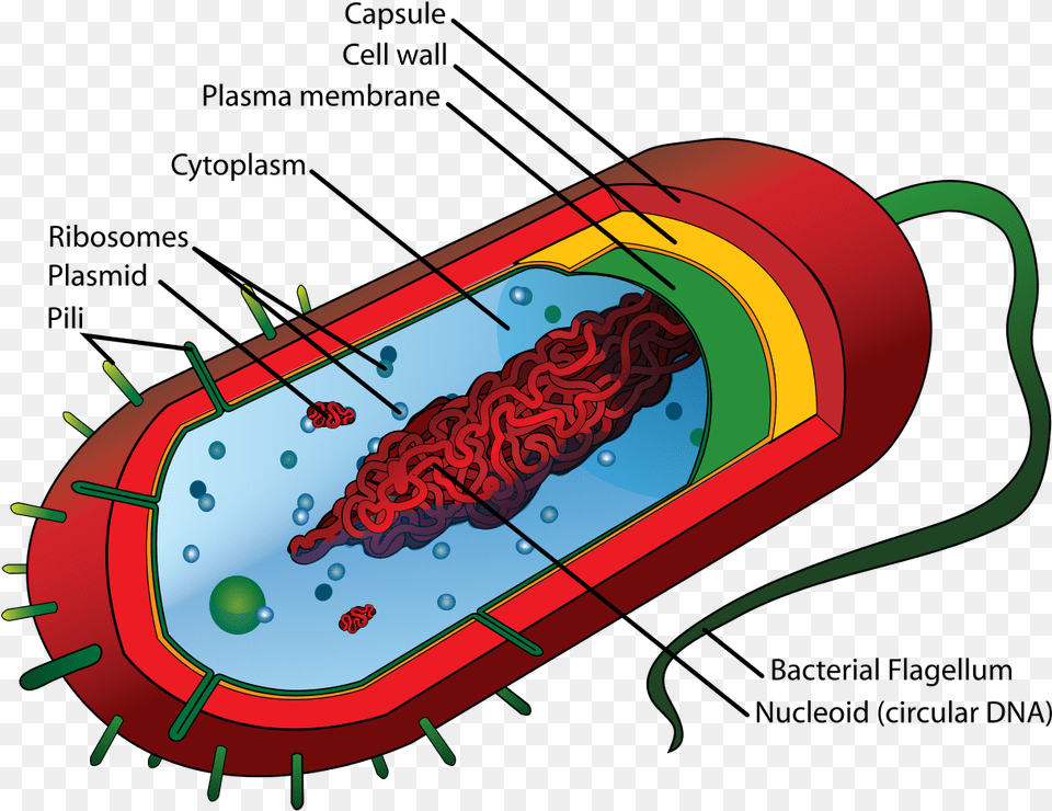 Average Prokaryote Cell En Prokaryotic Cell Diagram, Dynamite, Weapon Free Png Download