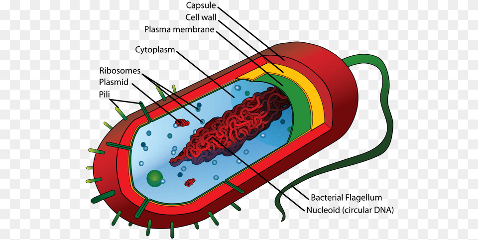 Average Prokaryote Cell En Structure Of Bacteria, Dynamite, Weapon Png