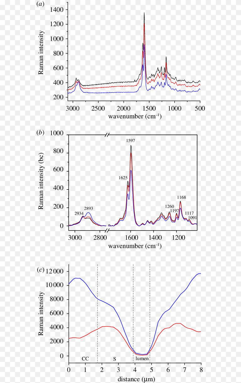 Average Raman Spectra Of The Cell Corner Cc Black Diagram, Chart, Plot Png Image