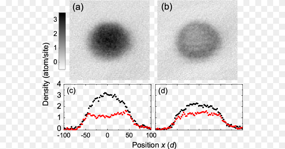 Averaged Absorption And Density Cross Sections Circle, Ct Scan, Stain Free Png