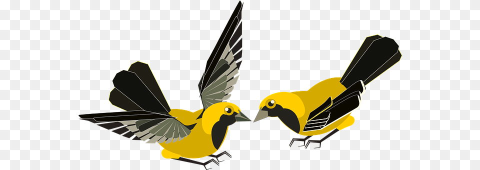 Aves Animal, Bird, Finch, Beak Png Image
