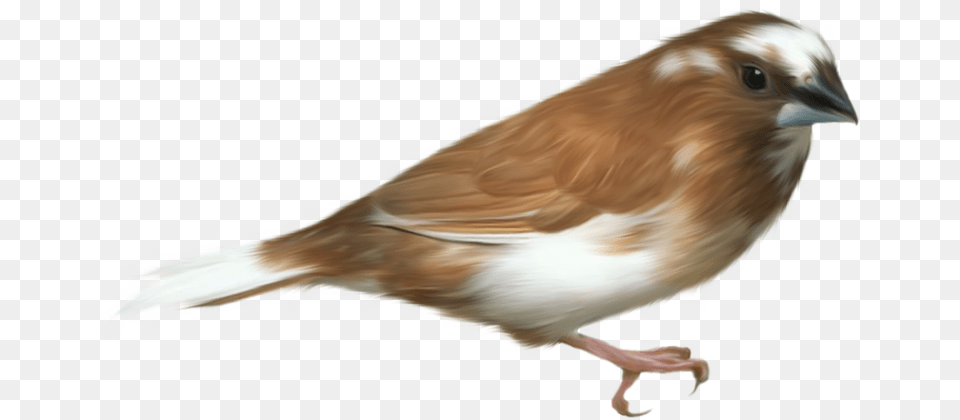 Aves 24 Birds Transparent, Animal, Bird, Finch, Sparrow Free Png Download