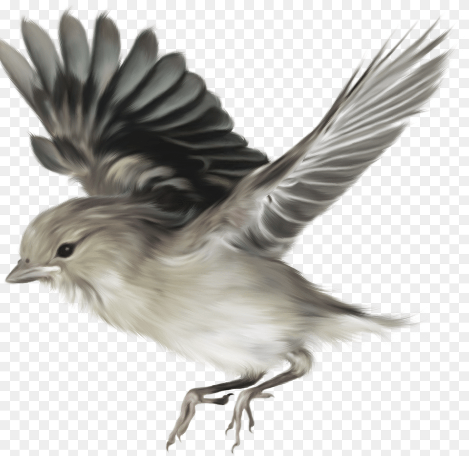 Aves 24 Taringa Darwinquots Origin Of Species Bird Flying, Animal, Finch, Sparrow Png