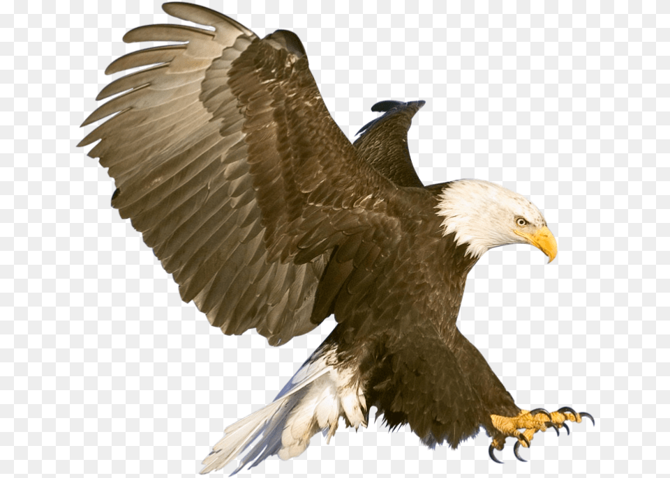 Aves Background Eagle In Flight, Animal, Bird, Bald Eagle Png