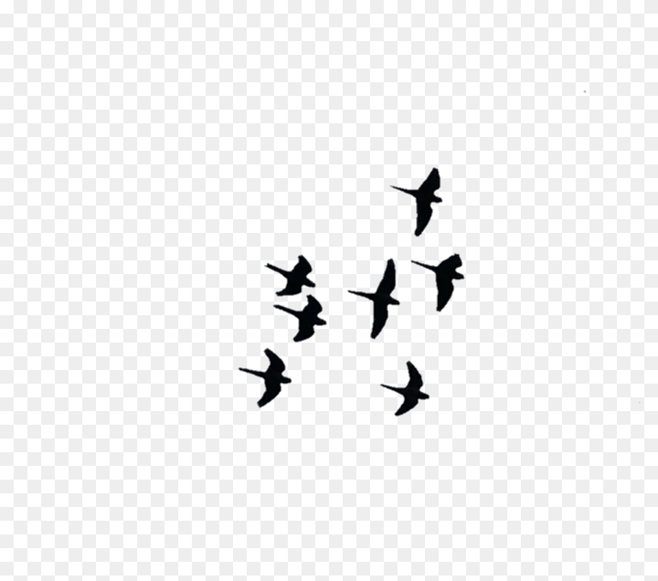 Aves Birds Volar Fly Wings Alas, Animal, Bird, Outdoors, Nature Free Png Download