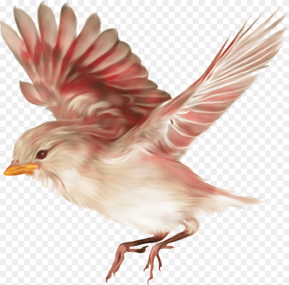 Aves Drawing Birds, Animal, Bird, Finch, Sparrow Free Transparent Png