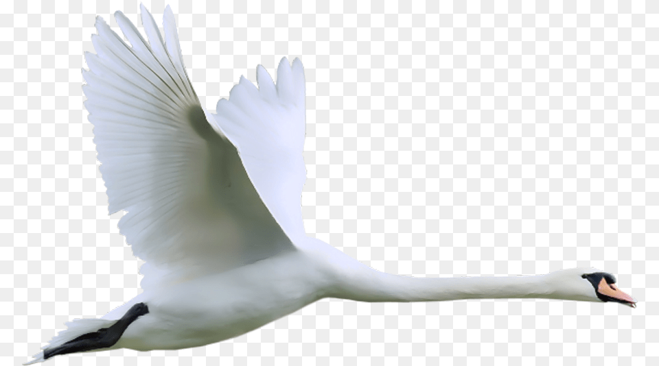 Aves Gif, Animal, Bird, Swan, Waterfowl Free Png