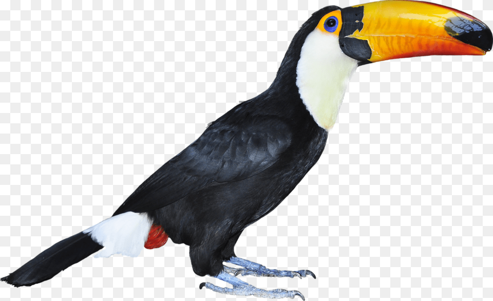Aves Imagens De Aves, Animal, Beak, Bird, Toucan Free Png
